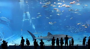 Okinawa Churaumi Aquarium