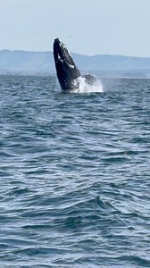 90K views · 3.8K reactions | Today was incredible as we observed...