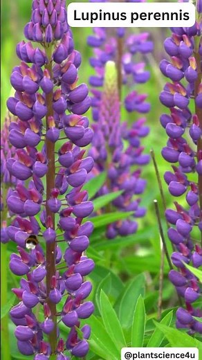 10 examples of Fabaece plants || Papilionoideae || List of plants in the family Fabaceae