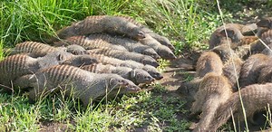 Female mongooses start violent fights to mate with unrelated males