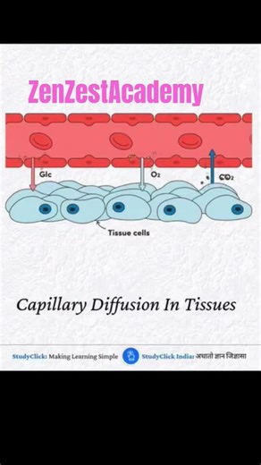 capillary diffusion in tissue #Zen Zest Academy Biology