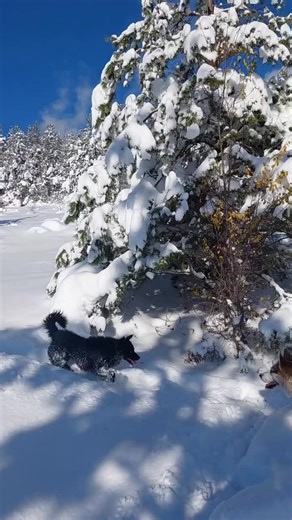 1.5K views · 57 reactions | 鸞 | Sarplaninac Unity | Facebook