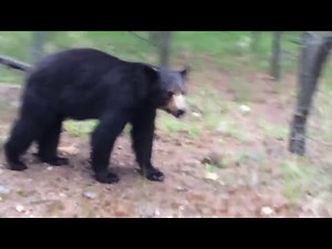 Man gets chased by a bear! 2020