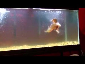 Red belly piranha destroy mouse