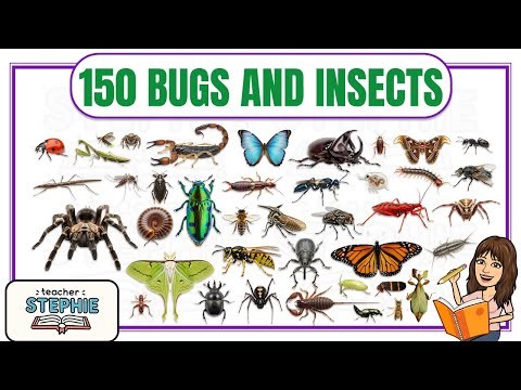 150 Bugs & Insects for Kids | Learn Insect Names with Pictures