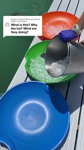 Dolphin Ice Enrichment: Discovering the Magical Connection