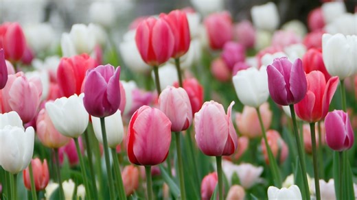 Local 5 Weekend Guide: Tulip Festival, Beautiful Bulldog Contest