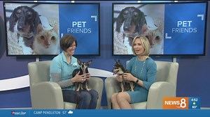 Cuddly, lovable lap dogs looking for perfect home