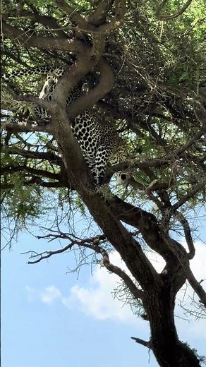 Leopard Spotted Resting in a Tree 🐆👀