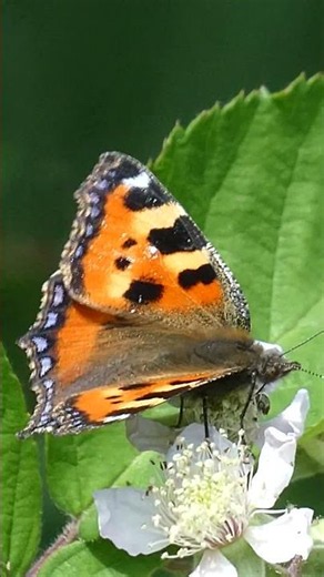 Schmetterling Fuchs der kleine Falter Edelfalter Tagfalter Aglais urticae Nesselfalter