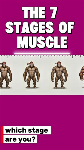 The 7 stages of muscle mass! #gym #facts #aestheic #gymworkout #musclemass #bodymuscles #instamuscle