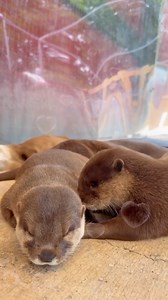 89K views · 4.4K reactions | Come Visit Our AMAZING Animals at The...