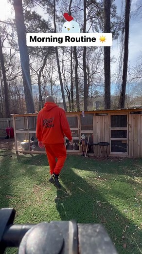 Black Yard Chickens Morning Routine: 2 Breakfasts & Bunny Inspection