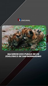 84K views · 3.5K reactions | POR PRIMERA VEZ❤️ Dos pumas nacieron en el refugio privado Tierra Alta ubicado en San Bernardino. En el zoológico albergan a animales desplazados por los incendios forestales. Video: MADES #Unicanal | Unicanal | Facebook