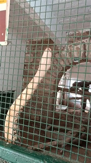 Big python #python #snake #shortvideos #viral #animals #trending #shorts #viralvideos #wildtv