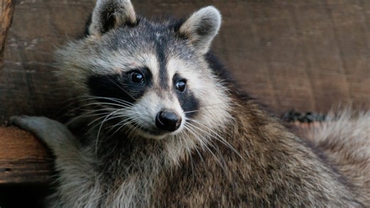 Can I keep a raccoon as a pet? Here's what Oklahoma law says about wild, exotic animals