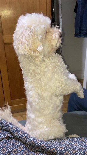 Colindul Tradicional: Deschide Ușa Creștine