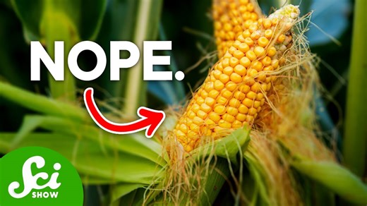 Are GMOs actually bad for you?