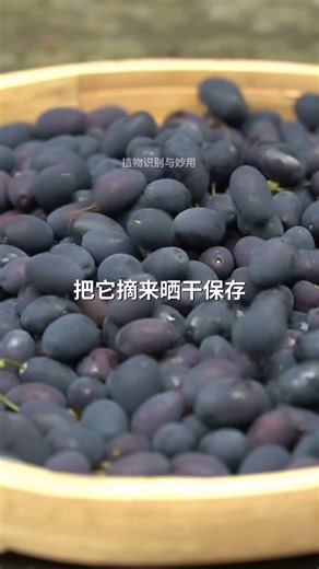 It is the fruit of the osmanthus tree and also a traditional Chinese medicine. #PlantScience #Med...
