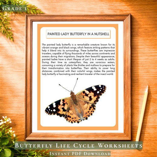 Butterfly Life Cycle Worksheet | Painted Lady Butterfly Life Cycle | Insect Life Cycle Science Activity | Elementary Science Worksheet PDF - Etsy