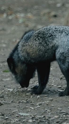 Discvr Blog on Instagram: "POV: you’re a silver fox, you look majestic… and you’re absolutely destroying a worm for lunch. Not a different species, by the way. Silver foxes are a melanistic color morph of the red fox, caused by a genetic trait that darkens their fur from charcoal to silver-tipped black. Same fox brain. Same scavenger instincts. Same questionable snack choices. Nature really said: elegance first, chaos always. #silverfox #foxfacts #wildlifeoddities #natureiswild #animalbehavior #