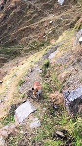 104K views · 4K reactions | Wild Fox Red Fox Wild Animals❤️....