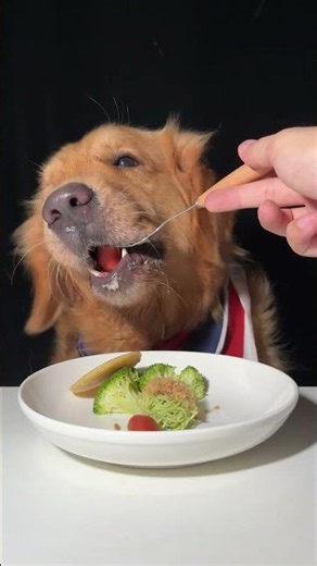 The Good, the Bad, and the Crispy. Golden Retriever. Cute Pet Debut Plan