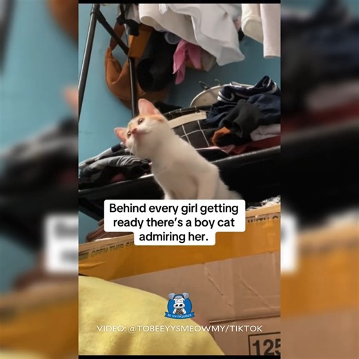 ‘POV: YOU HAVE A BOY CAT’ 🥹🐈 WATCH: A fur mom from Parañaque City posted an endearing video of her five-month-old male cat, Tobey, seemingly captivated by her as she does her make-up. Uploader Mariella Mae Marquez told the Inquirer that Tobey loves sitting beside her and watching her whenever he sees her getting dressed. She also mentioned that Tobey isn’t especially clingy regarding physical affection but shows his love by always staying close to her. Several netizens found the video heartwar