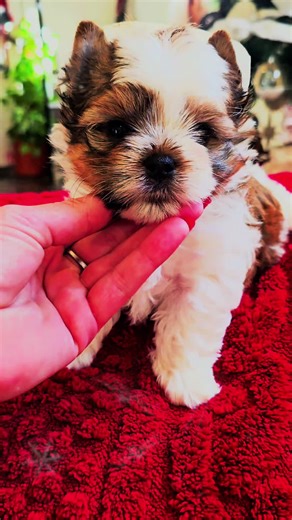 Oh wow❣️ Our stunning boy in the most incredible sable color just look at him 💛🐾😍 #breeding #hodowla #yorkie #yorkshireterrier #puppydog
