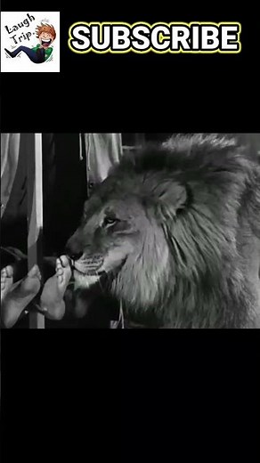 The Three Stooges - Lion loves to lick and tickles the feet