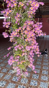 2K reactions · 54 shares | Anggrek mini yang tahan banting ...