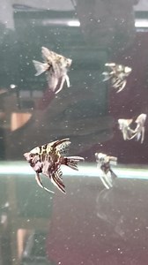 Fin Issues on newly arrived Blue Marble Angelfish. | Dans Fish