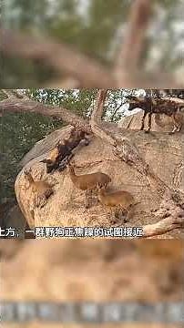 3 Con Linh Dương Bị Đàn Chó Hoang Bao Vây Trên Vách Đá #animals #wildlife #hunting #animallife
