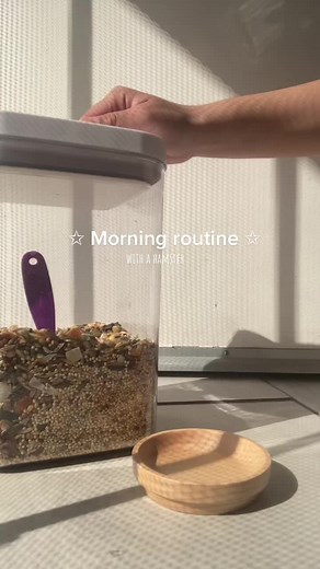 Morning Routine with Cleo the Syrian Hamster
