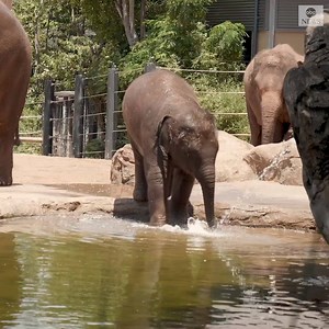 172K views · 610 reactions | STAY COOL: Elephants, giraffes and sea lions did their best to cool down at a zoo in Sydney during the summer heatwave. Visitors at the zoo were delighted to see animals jumping in the water and giraffes drinking water from hoses. https://abcn.ws/2FDtFvo | ABC News | Facebook