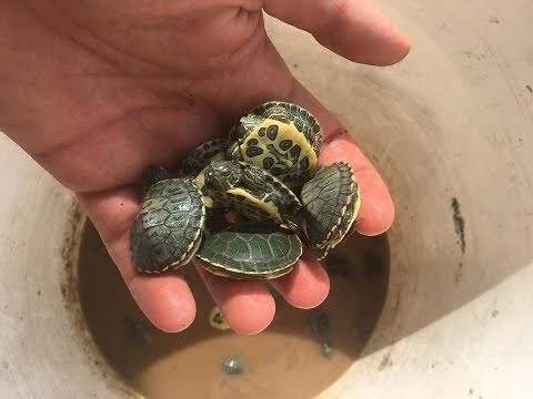 Birth of water turtles first part