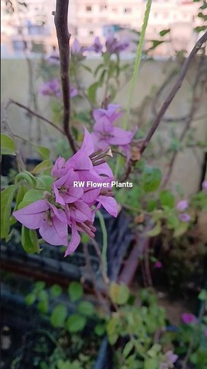 Bougainvillea pink formosa #garden #flowers ##rwflowerplants