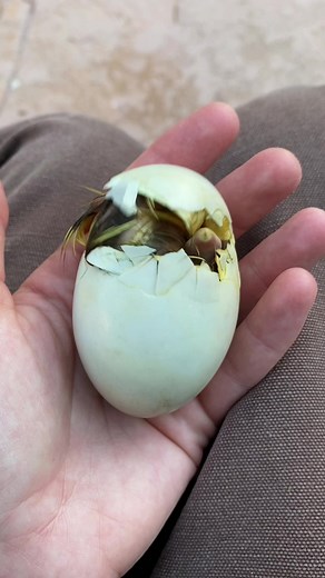 Have you ever watched a baby duck hatch? 🥰 #babyduck #hatching #hatchingduck #babyanimals #newlife #welcometotheworld #baby #fyp #farmlife #ducksoftiktok #MakeNightsEpic #CatchChobaniOatmilk #AmazonVirtualTryOn