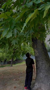 Historic Kashir Booin ( Chinar Tree ) in Ahmadpora Village 🍂 | Salman Ali Gazi