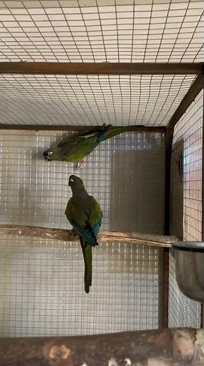 loro barranquero o loro tricahue (Cyanoliseus patagonus) #loroyacodarko