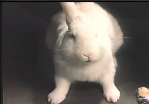 45K views · 1.5K reactions | Buk Buk Buk Buk Buk …. | Vintage Los Angeles | Facebook