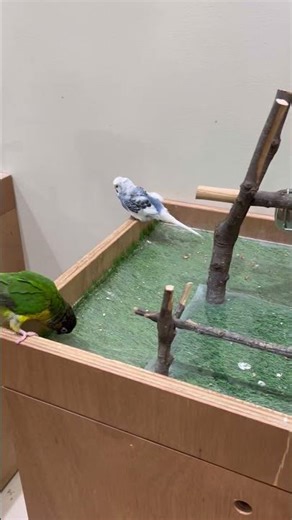 【KOBE】Must-See Tourist Attractions - MOFF Animal Café