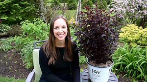 2.6K views | Planting_Summer_Wine®_Black_Ninebark___Tour_my_Other_Ninebark_Varieties____Northlawn_Flower_Farm | Northlawn garden vibe | Facebook