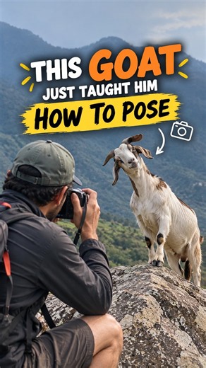 This Goat Just Taught Him How to Pose 😂🐐📸