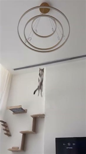 Funny cat moments 😂 #cat #funnycat #funny #hilariouscats