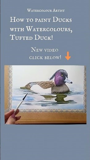 How to paint Ducks with watercolours, Tufted Duck.