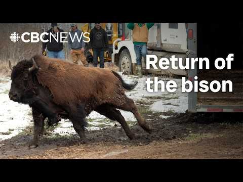 Bison return to Star Blanket Cree Nation