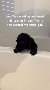 11 reactions | Luna has a vet appointment this coming Friday. This is the soonest we could get. #thepuppy | Amm Redding | Facebook