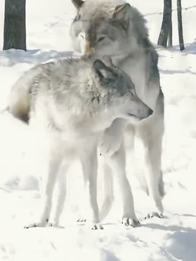 Snow Wolf Mating: A Beautiful Encounter in Nature