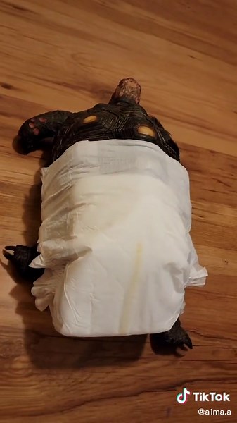 #turtle #diapers #tortoise #redfoottortoise #turtles #turtlesquad🐢 #ididit